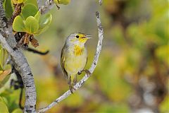 Yellow Warbler